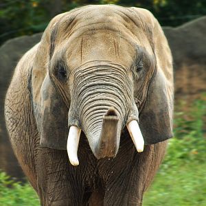 Aug. 2017 - Plains - Bush Elephant