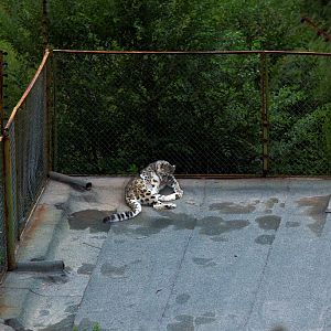The close see of the snow leopard on the roof