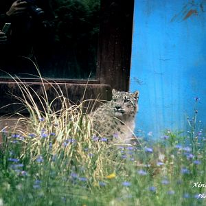 Ao Xue the snow leopard