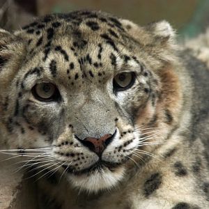 Male snow leopard