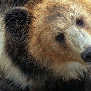 Tibetan blue bear
