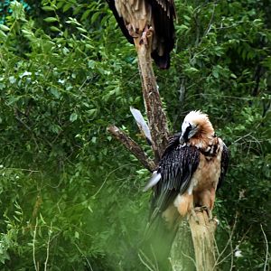 Lammergeier and Himalayan Griffon