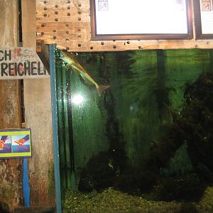 JyllandsAkvariet - Gurnard tank
