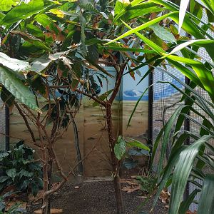 Bird House Spangled Cotinga Indoor