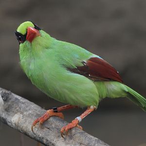 Javan green magpie