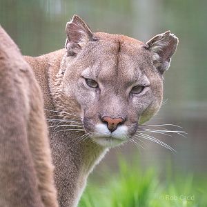 Puma : WHF Big Cat Sanctuary : 04 May 2017