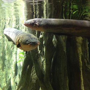 Electric Eel (Electrophorus electricus)
