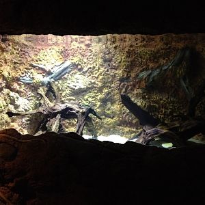 Black Ghost Knife Fish tank