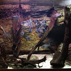 Red-bellied Pirahna (Pygocentrus nattereri)