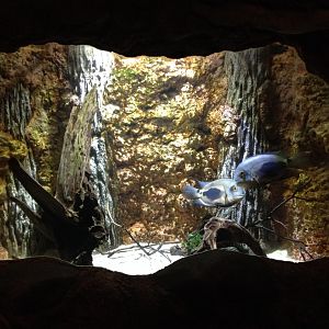 Uaru Cichlid (Uaru amphiacanthoides)