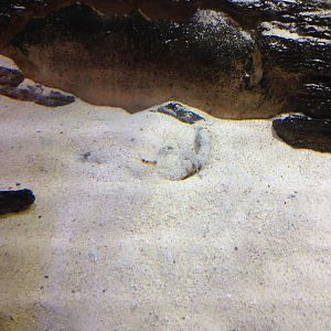 Pacman Catfish (Lophiosilurus alexandri)