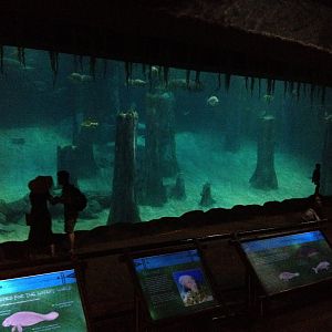 Manatee tank