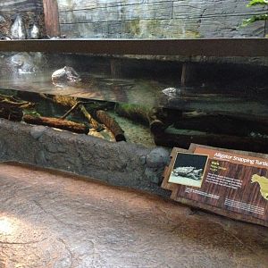 Alligator Snapping Turtle exhibit