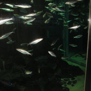 Nordsøen Oceanarium - "Molen Hirtshals"