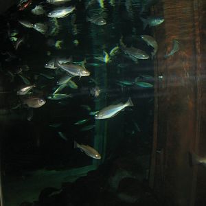 Nordsøen Oceanarium - "Molen Hirtshals"