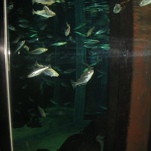 Nordsøen Oceanarium - "Molen Hirtshals"