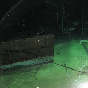 Nordsøen Oceanarium - "Dogger Bank"