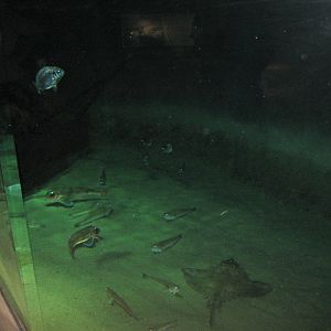 Nordsøen Oceanarium - "Dogger Bank"