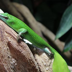 Emerald Tree Skink Chester Zoo 9th August 2017