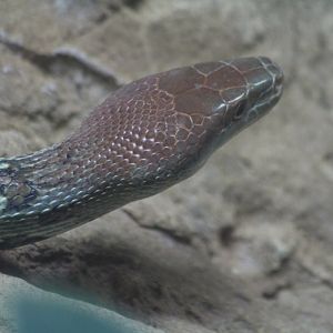 Moellendorff's Ratsnake Chester Zoo 9th August 2017