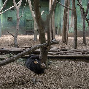 Sun bear in new indoor exhibit