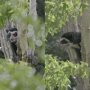 Baby Bear is growing up