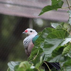 Red-Knobbed Imperial-Pigeon