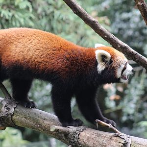 Red Panda