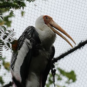 Painted Stork