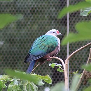Red-Knobbed Imperial-Pigeon