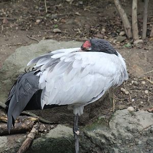 Black-Necked Crane