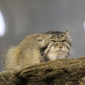 Pallas's Cat