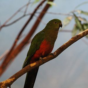 Australian King Parrot