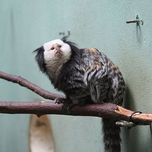 Geoffroy's Marmoset