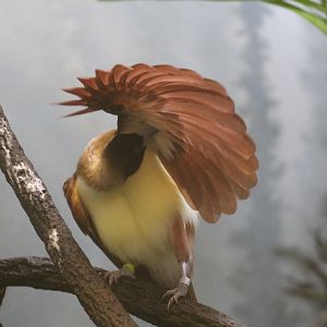 Lesser Bird-of-Paradise