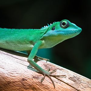 Green Crested Lizard - 09/08/2017