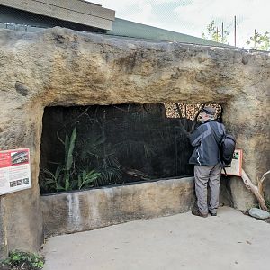 Javan Green Magpie Aviary - 09/08/2017