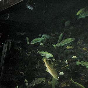 Nordsøen Oceanarium - "Jyske Rev"