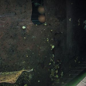 Nordsøen Oceanarium - "Vraget Stornoway"