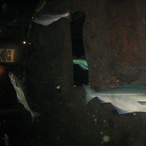 Nordsøen Oceanarium - "Vraget Stornoway"