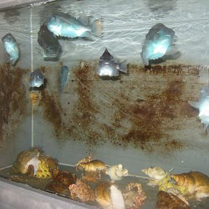Nordsøen Oceanarium - Behind the scenes - Lumpfish tank