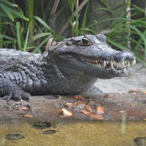 Caiman yacare