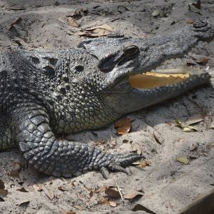 Young Crocodilian ID