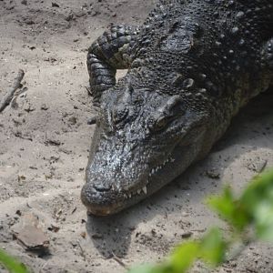 Young Crocodilian ID 3