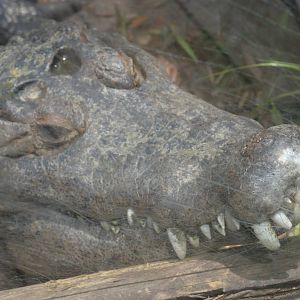 Crocodylus novaeguineae