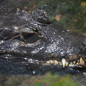 Osteolaemus tetraspis