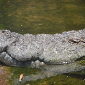Crocodylus palustris