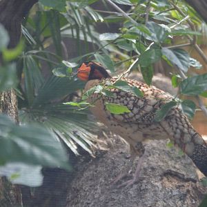 Tragopan caboti