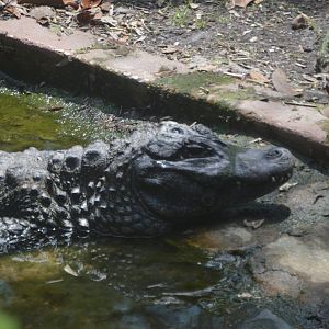 Alligator sinensis
