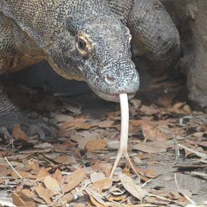 Varanus komodoensis